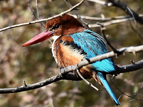 White-throated kingfisher  Birds,Birds of India,Geotagged,Halcyon smyrnensis,India,Ranthambore National Park,White-throated kingfisher,Winter,fishing birds