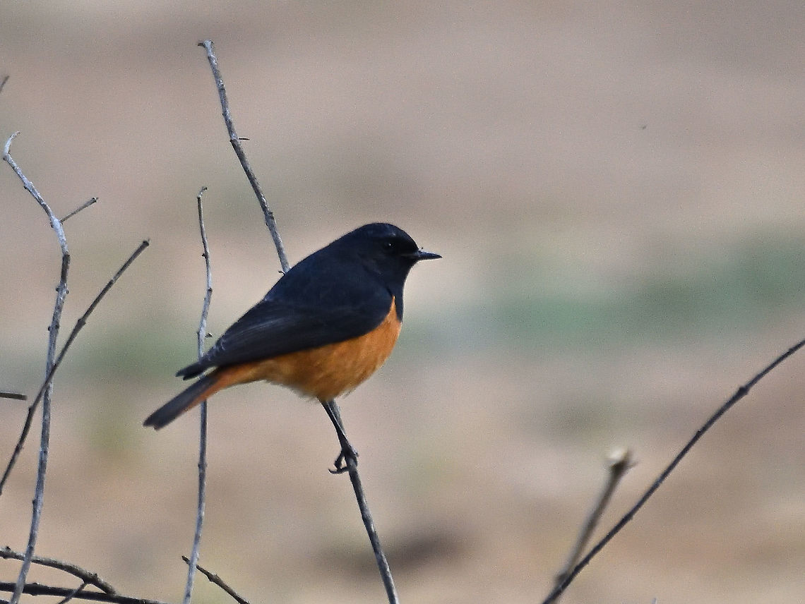 Black Redstart  Black Redstart,Geotagged,India,Phoenicurus ochruros,Winter
