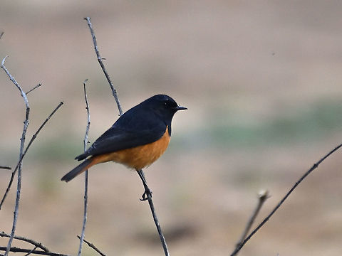 Black Redstart  Black Redstart,Geotagged,India,Phoenicurus ochruros,Winter