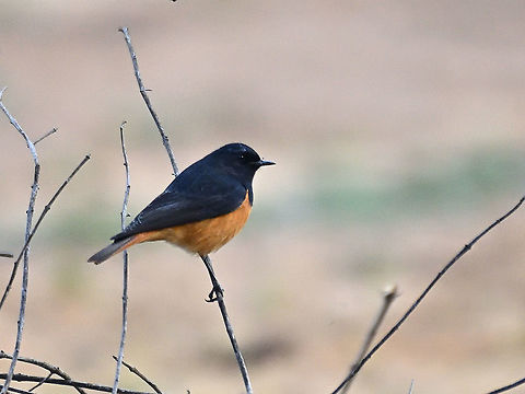 Black Redstart  Black Redstart,Phoenicurus ochruros