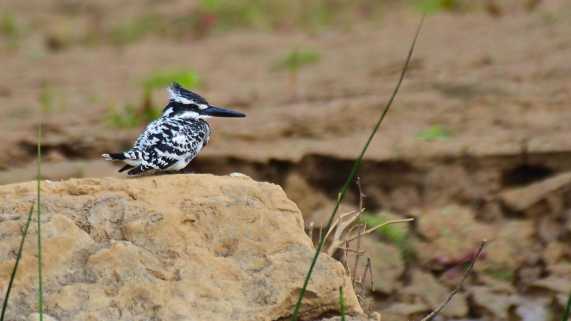 Pied Kingfisher Parvati River safari Dec 2021 Ceryle rudis,Geotagged,India,Pied Kingfisher,Winter
