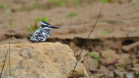 Pied Kingfisher Parvati River safari Dec 2021 Ceryle rudis,Geotagged,India,Pied Kingfisher,Winter