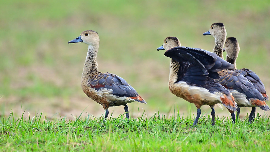 Lesser Whistling Duck  Dendrocygna javanica,Geotagged,India,Lesser Whistling Duck,Winter