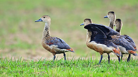 Lesser Whistling Duck  Dendrocygna javanica,Geotagged,India,Lesser Whistling Duck,Winter