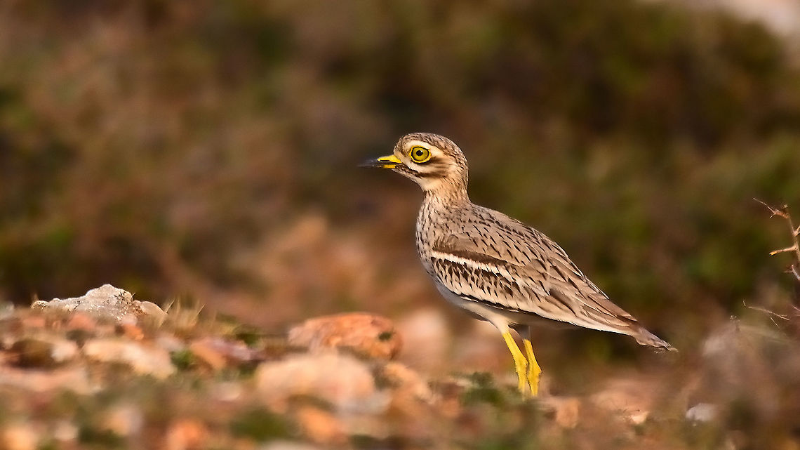 IndianThick-Knee  Burhinus indicus,Geotagged,India,Indian stone-curlew,Winter