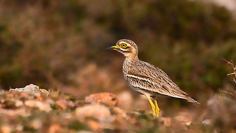 IndianThick-Knee  Burhinus indicus,Geotagged,India,Indian stone-curlew,Winter