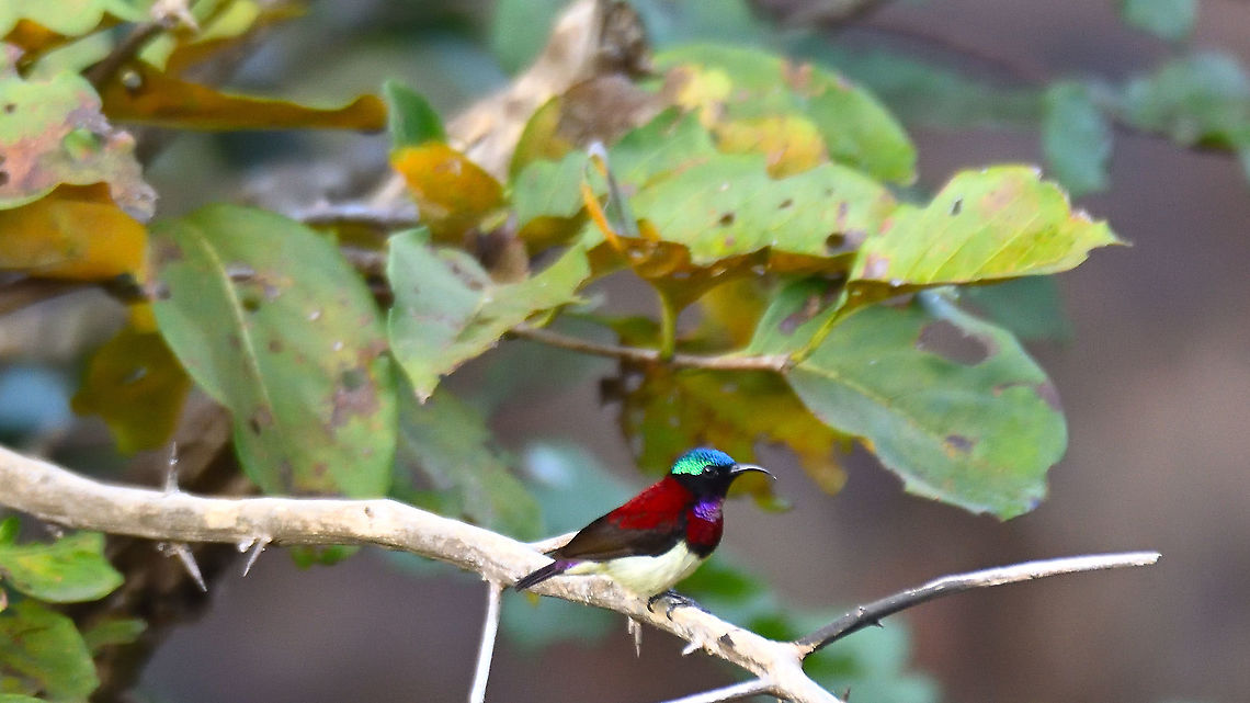 Crimson backed sunbird Matheran Dec 2021 Crimson backed sunbird,Geotagged,India,Leptocoma minima,Winter