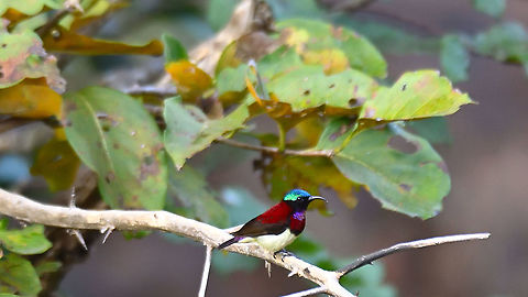 Crimson backed sunbird Matheran Dec 2021 Crimson backed sunbird,Geotagged,India,Leptocoma minima,Winter