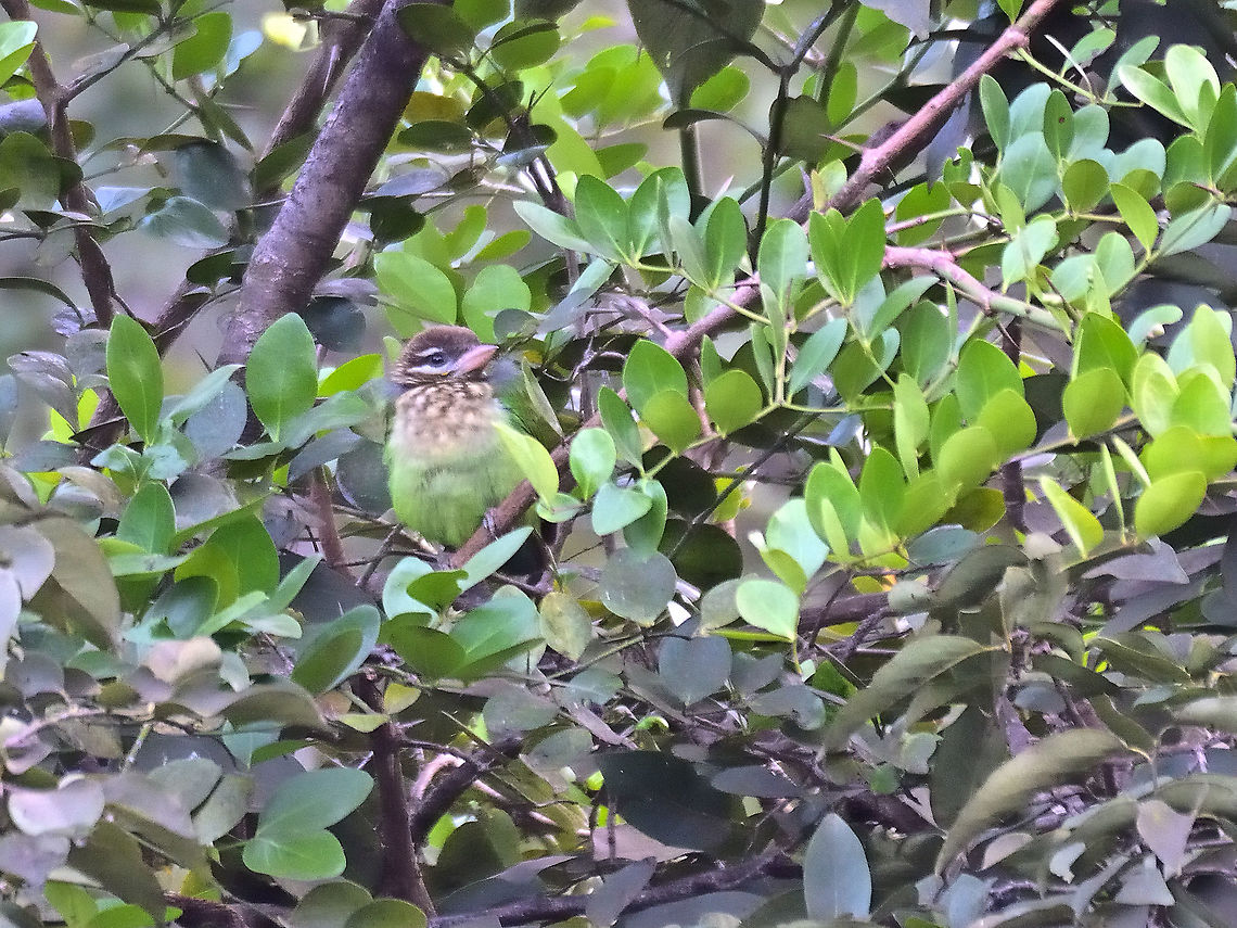 White-cheeked Barbet Matheran 2021 Geotagged,Green barbet,India,Megalaima viridis,Stactolaema olivacea,White-cheeked Barbet,Winter