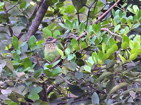 White-cheeked Barbet Matheran 2021 Geotagged,Green barbet,India,Megalaima viridis,Stactolaema olivacea,White-cheeked Barbet,Winter