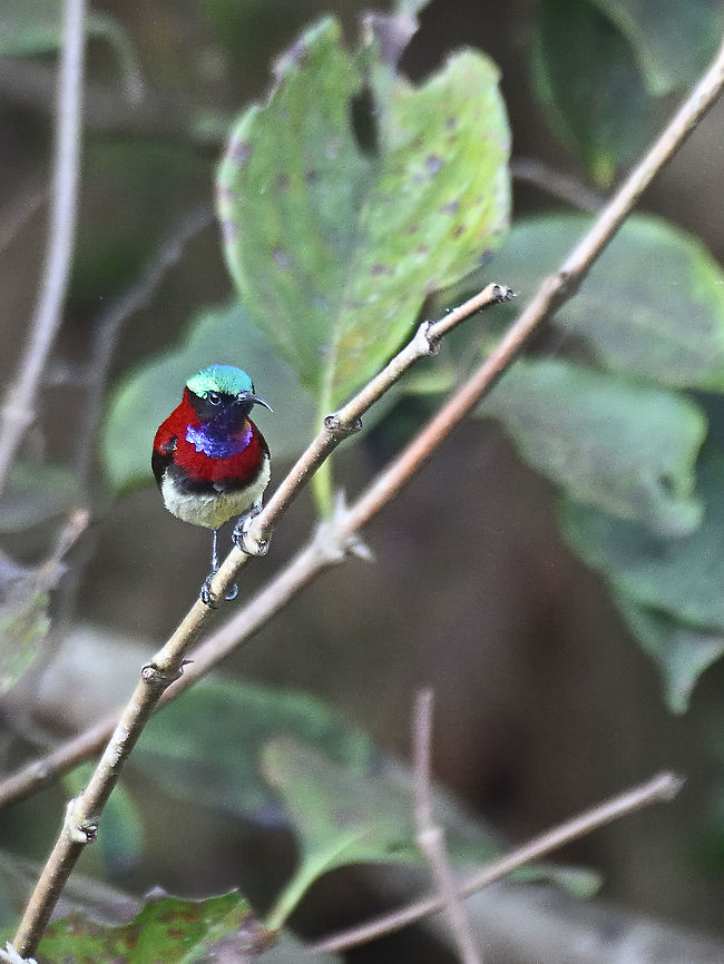 Crimson Backed Sunbird Matheran Dec 2021 Crimson backed sunbird,Geotagged,India,Leptocoma minima,Winter