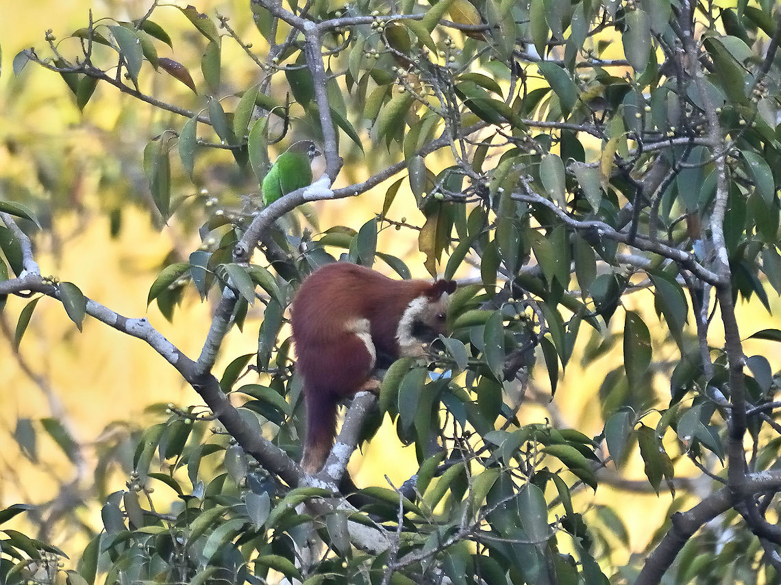 Indian Giant Squirrel with a White Cheeked Barbet in the background Matheran Dec 2021 Geotagged,India,Indian Giant Squirrel,Ratufa indica,Winter