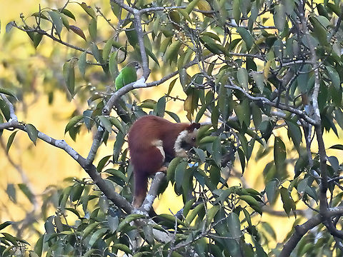 Indian Giant Squirrel with a White Cheeked Barbet in the background Matheran Dec 2021 Geotagged,India,Indian Giant Squirrel,Ratufa indica,Winter
