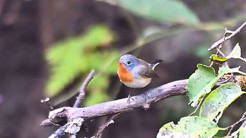 Red-breasted flycatcher Matheran Dec 2021 Ficedula parva,Geotagged,India,Red-breasted flycatcher,Winter