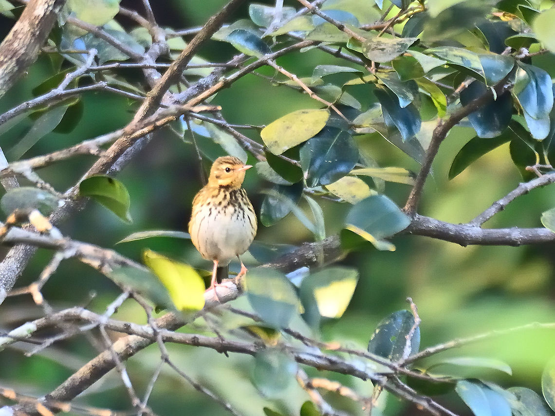 olive-backed pipit Matheran Dec 2021 Anthus hodgsoni,Geotagged,India,Winter,olive-backed pipit