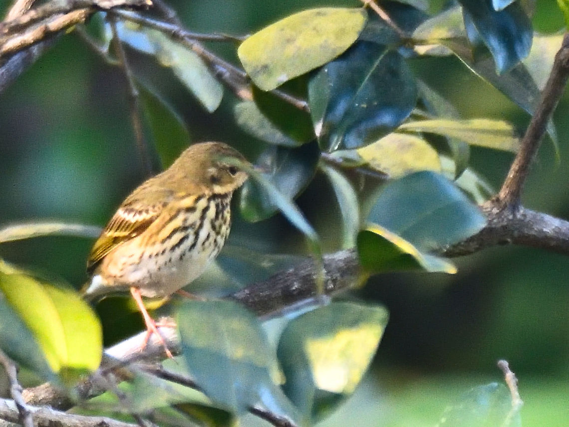 olive-backed pipit Matheran Dec 2021<br />
Note the greenish olive back, broad pale lines near eye and dark ear patch distinct from Tree Pipit. Anthus hodgsoni,Geotagged,India,Winter,olive-backed pipit