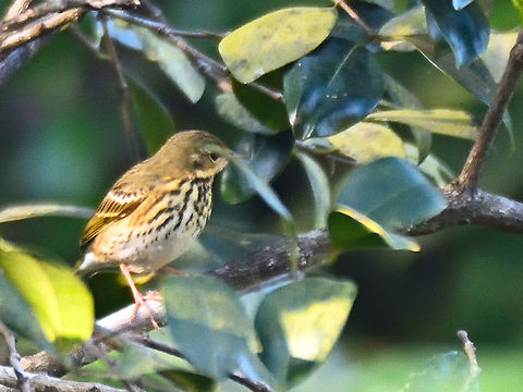 olive-backed pipit Matheran Dec 2021
Note the greenish olive back, broad pale lines near eye and dark ear patch distinct from Tree Pipit. Anthus hodgsoni,Geotagged,India,Winter,olive-backed pipit