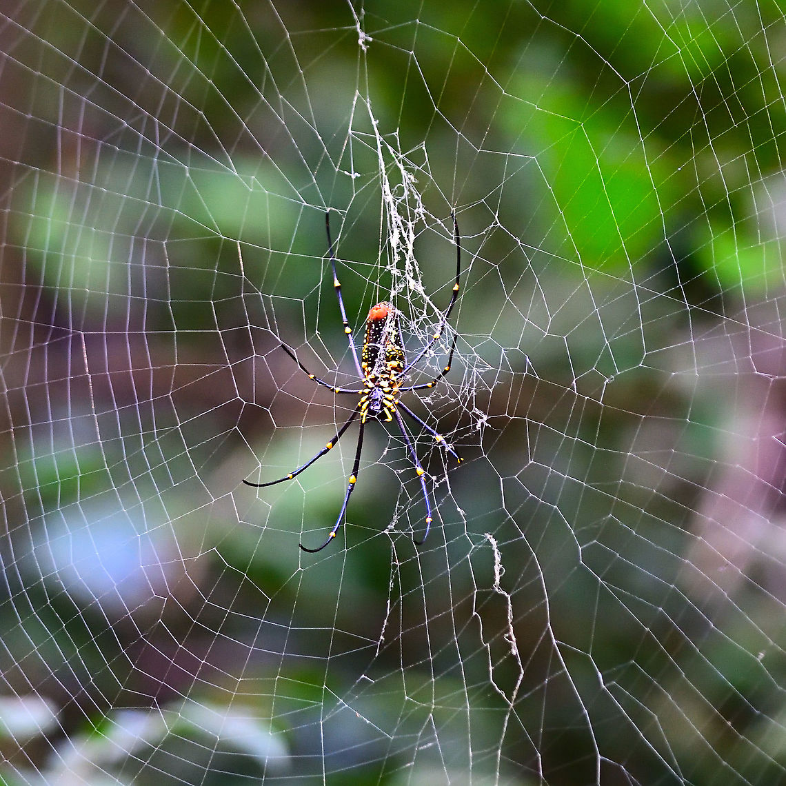 Giant Golden Orbweaver Matheran Dec 2021 Geotagged,Giant Golden Orbweaver,India,Nephila pilipes,Winter