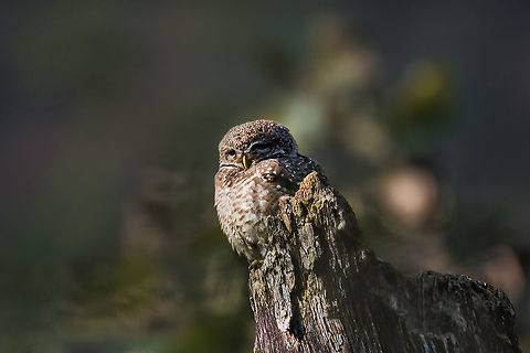 Spotted Owlet Ranthambore Dec 2021 Athene brama,Geotagged,India,Spotted Owlet