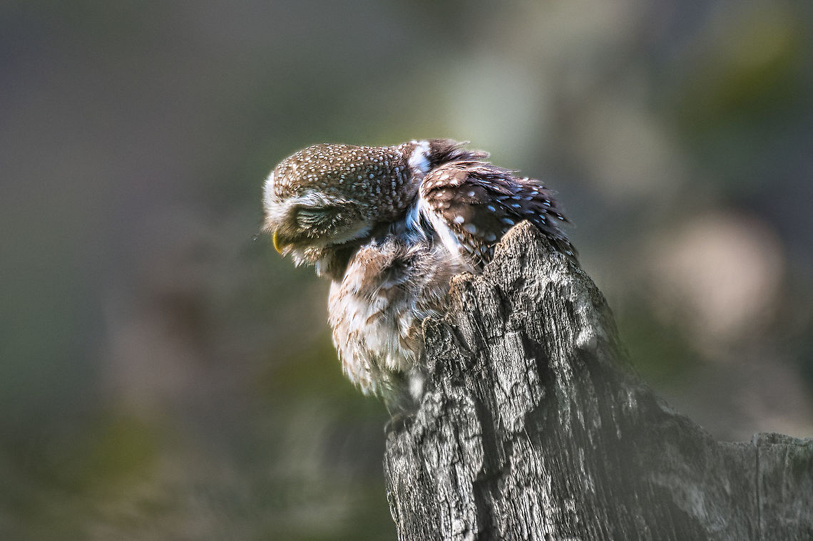 Spotted Owlet doing his best at being Yoda Ranthambore Dec 2021 Athene brama,Geotagged,India,Spotted Owlet