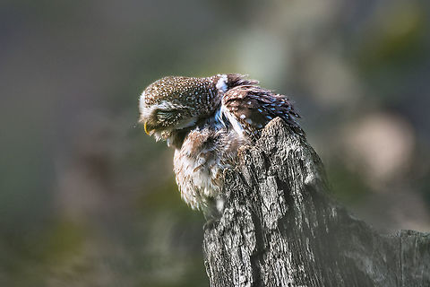 Spotted Owlet doing his best at being Yoda Ranthambore Dec 2021 Athene brama,Geotagged,India,Spotted Owlet