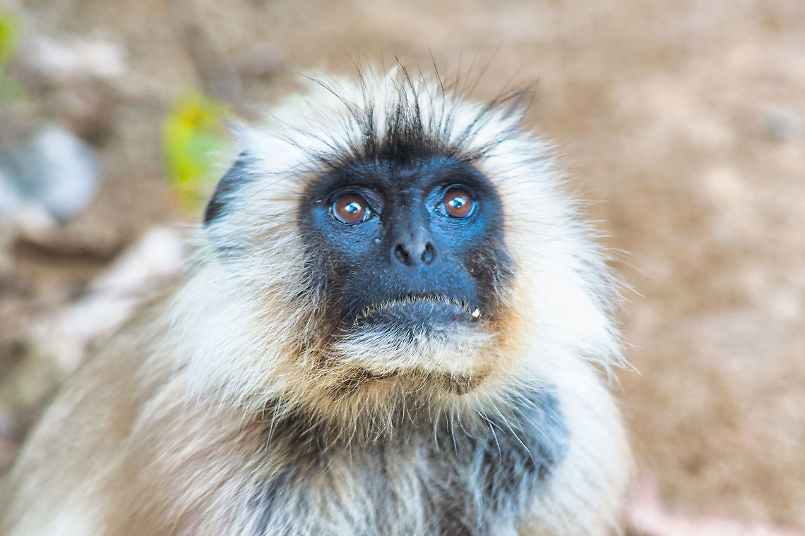 We all need to look up at times ... Northern plains gray langur seen at Ranthambore Dec 2021 Geotagged,India,Northern plains gray langur,Semnopithecus entellus,Winter