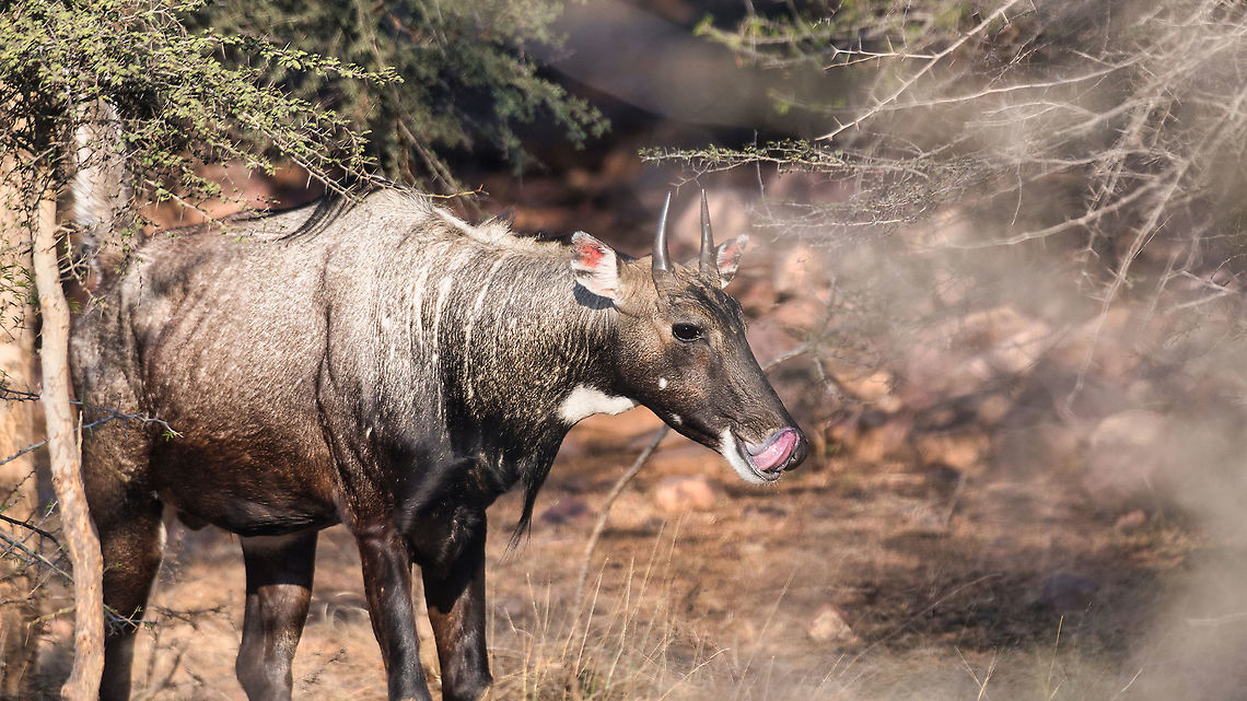 Nilgai Male Ranthambore Dec 2021 Boselaphus tragocamelus,Geotagged,India,Nilgai,Winter