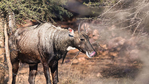 Nilgai Male Ranthambore Dec 2021 Boselaphus tragocamelus,Geotagged,India,Nilgai,Winter