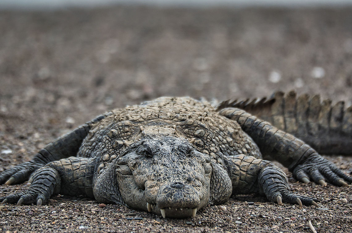 Mugger crocodile Parvati River safari Dec 2021 Crocodylus palustris,Geotagged,India,Mugger crocodile,Winter