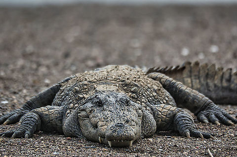 Mugger crocodile Parvati River safari Dec 2021 Crocodylus palustris,Geotagged,India,Mugger crocodile,Winter