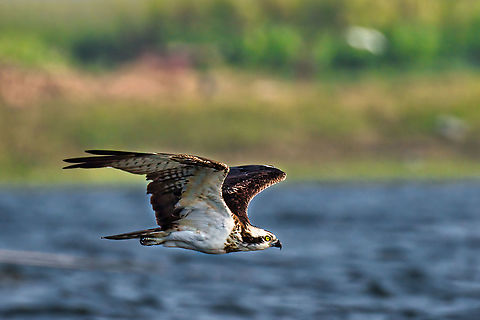 Osprey in flight Bhigwan Feb 2021 Geotagged,India,Osprey,Pandion haliaetus,Winter