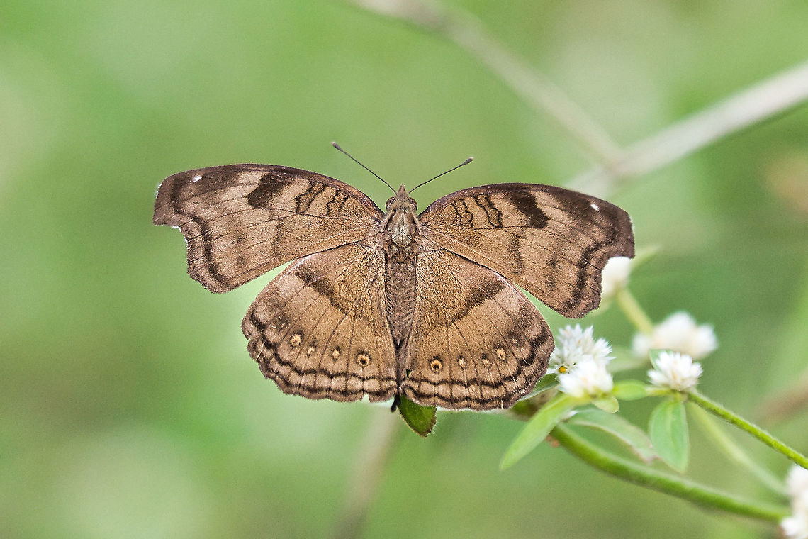 A Butterfly Chocolate Pansy or Chocolate Soldier is a butterfly found in Asia Chocolate soldier,Fall,Geotagged,India,Junonia iphita