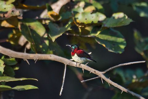 Crimson backed sunbird Matheran Dec 2021 Crimson backed sunbird,Geotagged,India,Leptocoma minima,Winter