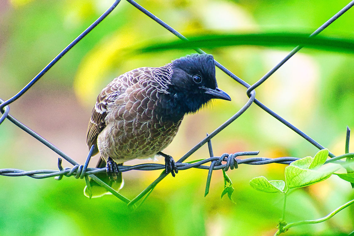 Red-vented Bulbul  Geotagged,India,Pycnonotus cafer,Red-vented Bulbul