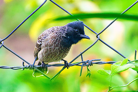 Red-vented Bulbul  Geotagged,India,Pycnonotus cafer,Red-vented Bulbul