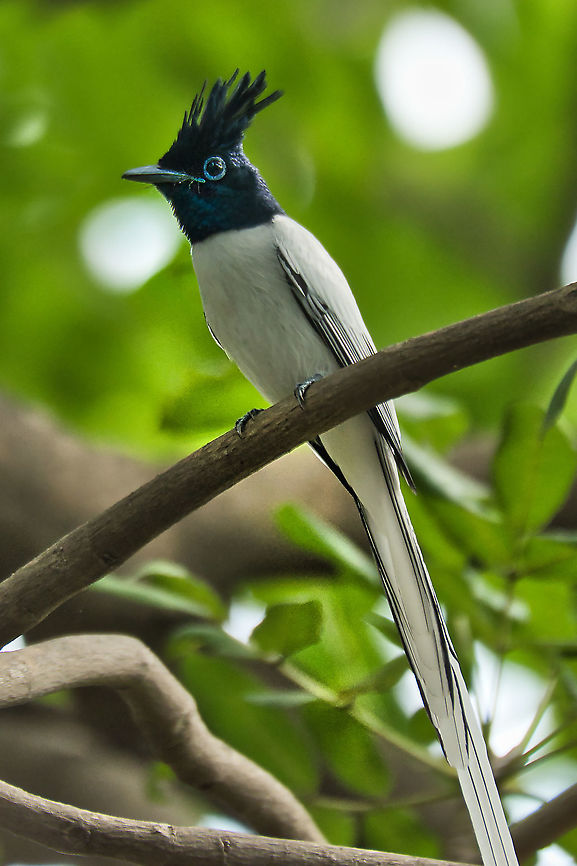 Indian paradise flycatcher Near Mumbai Dec 2021 Fall,Geotagged,India,Indian paradise flycatcher,Terpsiphone paradisi