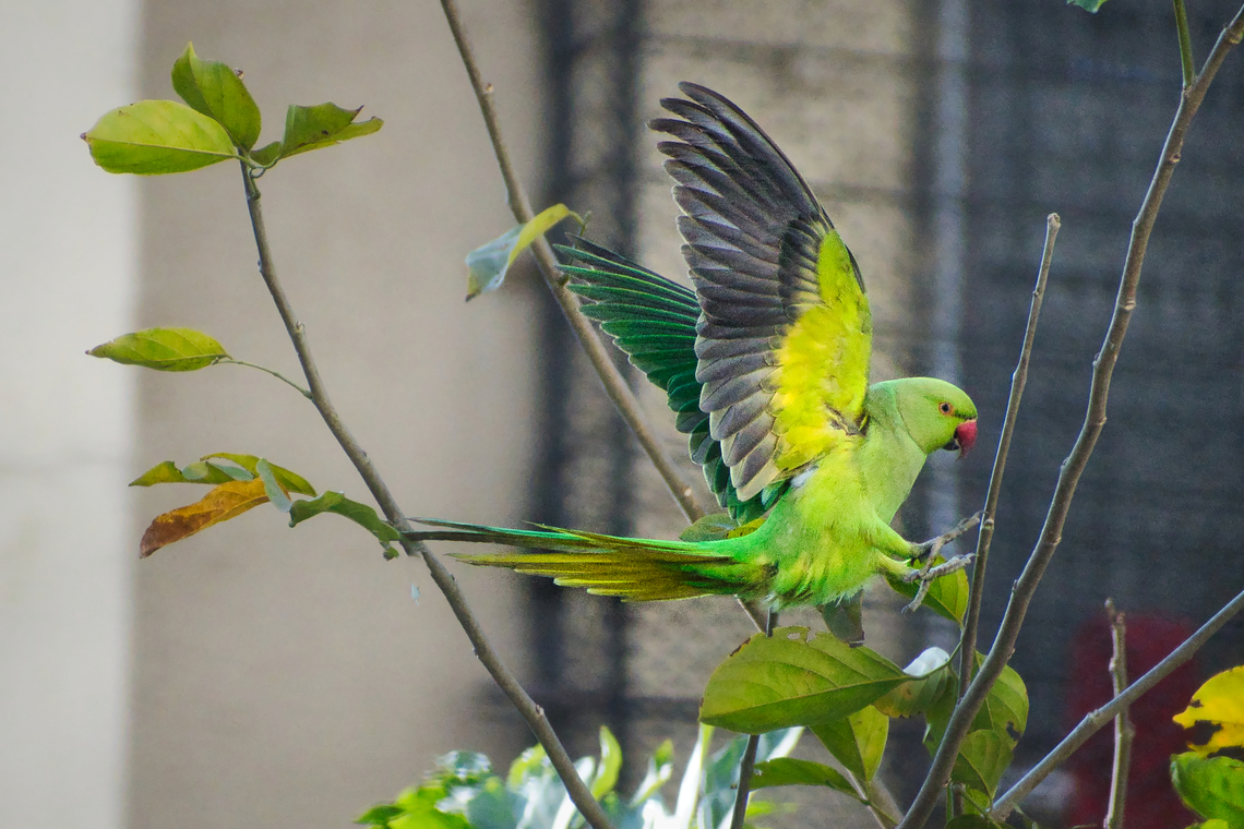 Rose-ringed parakeet landing  Geotagged,India,Psittacula krameri,Rose-ringed parakeet