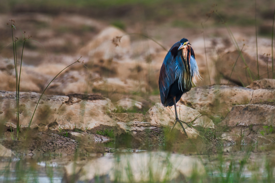 Purple Heron Dec 2021 Ardea purpurea,Geotagged,India,Purple heron