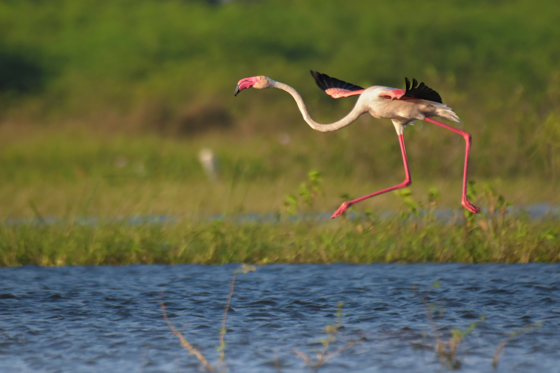 Greater Flamingo Jan 2022 Geotagged,Greater flamingo,India,Phoenicopterus roseus