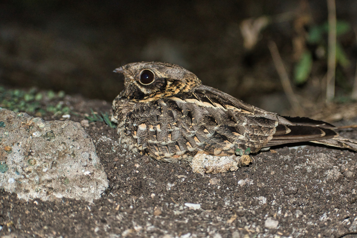 Indian NightJar Jan 2022 Caprimulgus asiaticus,Geotagged,India,Indian nightjar