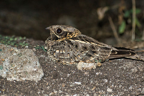 Indian NightJar Jan 2022 Caprimulgus asiaticus,Geotagged,India,Indian nightjar