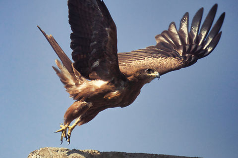 Black kite taking off Black kite taking off Black kite,Geotagged,India,Milvus migrans