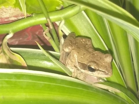 Himalayan tree frog Polypedatus maculata  or Indian tree frog.. Surprised  to see it in  my garden plant ribbon grass In Jan 2022.. Never seen it  in  solapur district Maharashtra.. Although  adjoining  sangli  and  satara dists  have these..  Common tree frog,Indian Tree Frog,Polypedates maculatus