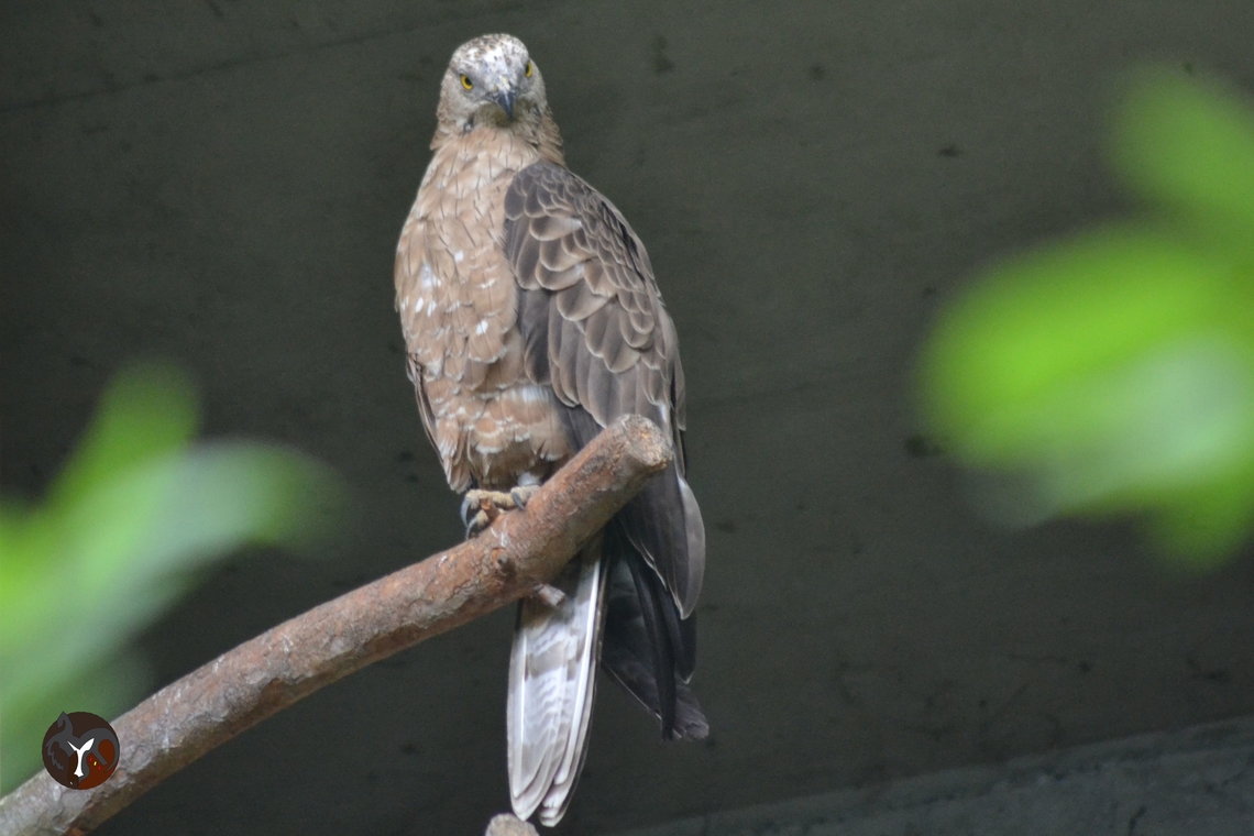 European Honey-Buzzard - Pernis apivorus (Alpenzoo Inssbruck, Austria, July 2019)  Accipitridae,Accipitriformes,Austria,European honey buzzard,Pernis,Pernis apivorus