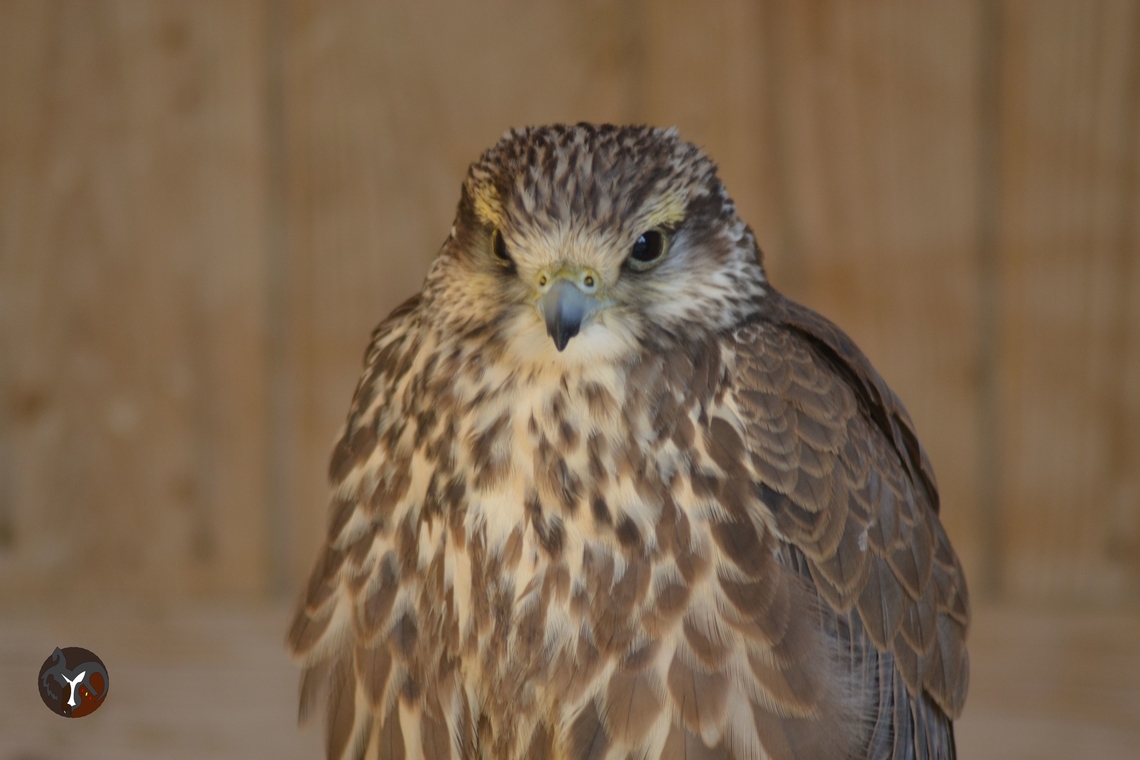 Sakker Falcon - Falco cherrug (Tierra Rapaz, Calahorra, Spain)  Falco cherrug,Saker Falcon