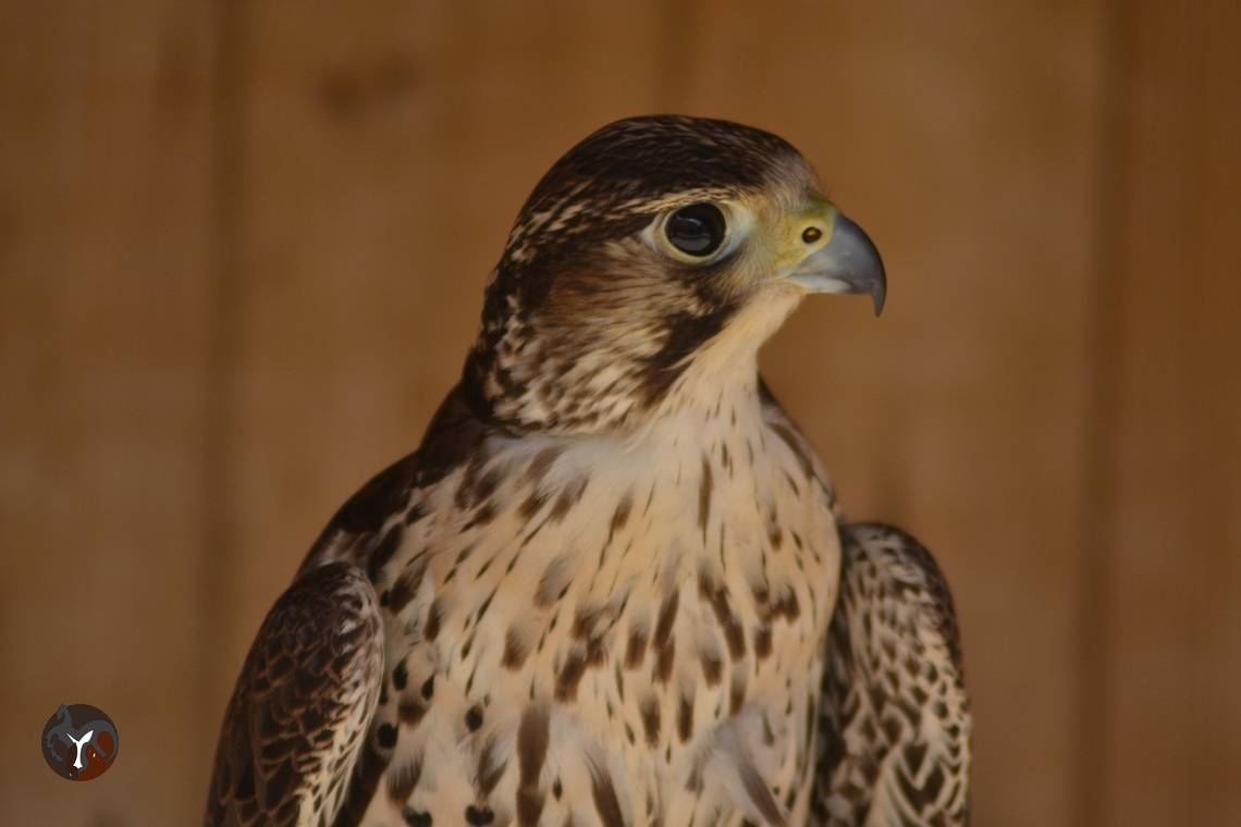 Sakker Falcon - Falco cherrug (Tierra Rapaz, Calahorra, Spain)  Falco cherrug,Saker Falcon