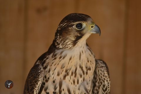Sakker Falcon - Falco cherrug (Tierra Rapaz, Calahorra, Spain)  Falco cherrug,Saker Falcon