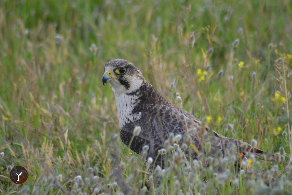 Sakker Falcon - Falco cherrug  Falco cherrug,Saker Falcon