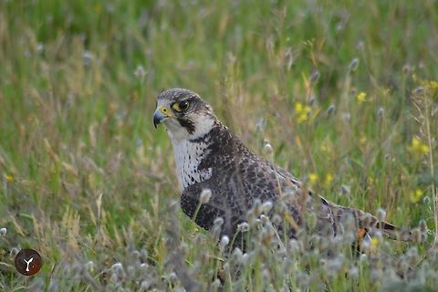 Sakker Falcon - Falco cherrug  Falco cherrug,Saker Falcon