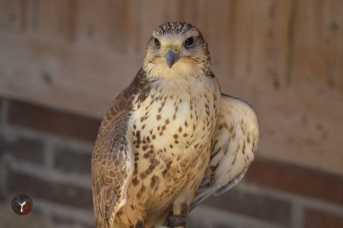 Sakker Falcon - Falco cherrug (Tierra Rapaz, Calahorra, Spain)  Falco cherrug,Falconidae,Saker Falcon